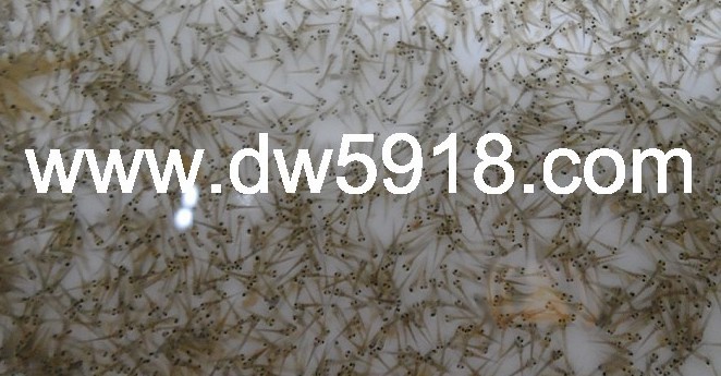 ϬֳӦˮ50Ԫ/β