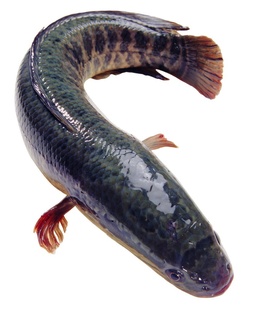 ʻˮƷӭѡ