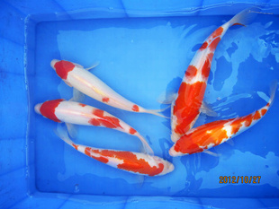 ,(17--23CM).