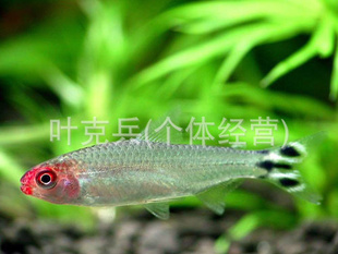 ϺһȴֳȴǼ
