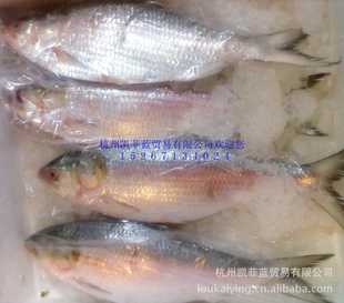 Ұ|ֱ0.5-0.8kg40Ԫ