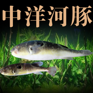 Ź޺350gÿ