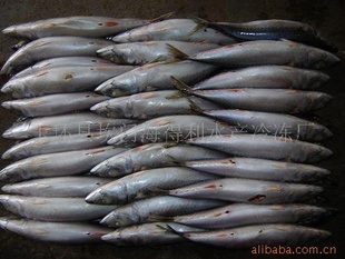 䶳mackerel900
