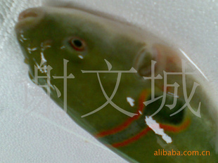 ʽˮлĳ13929270321~
