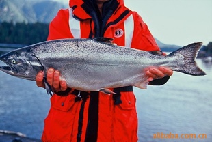 ô㣨KingSalmon)