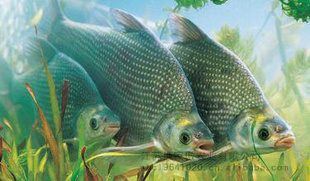 ũʻˮƷ