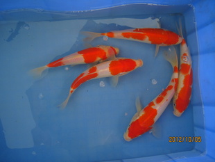 ,(18--25CM).