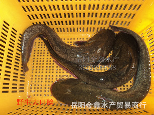 鲜活水产(淡水鱼)~~~~野生大口鲶鱼