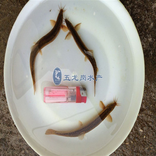 ̣ṩ