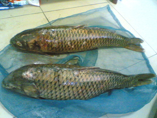 ʻƺ㣬žӪ