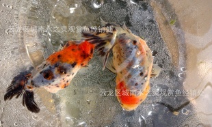 廨ٺݽ