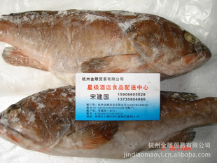 大量原装冻石斑鱼-杭州金雕贸易有限公司