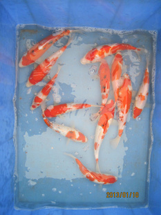 ĺ,(20--30CM).