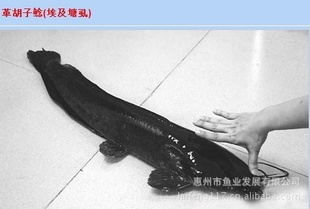 缰Ʒ