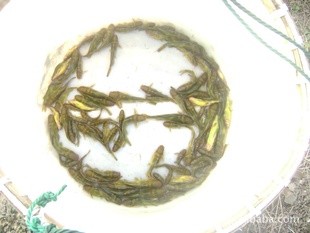 磬ڣӡ