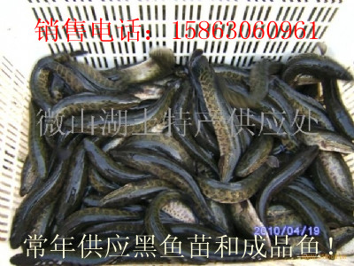 ³źأ΢ɽ湩Ӧ