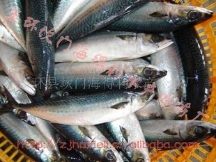 䶳FROZENMACKEREL
