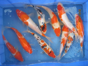 ĺ,(񣲣--2CM).