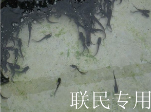 新品种杂交鲶鱼苗(大口鲶鱼苗)