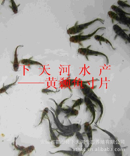 -硢Ƭ
