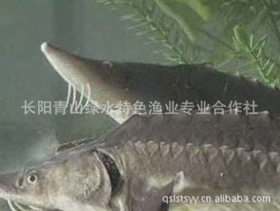 --ӽ彭30ĸ