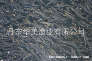 泡ɻʸ