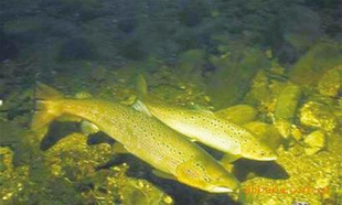 ʻʻߵ
