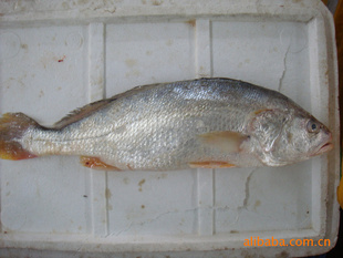 ݵóزƷ