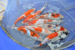 ĺ,,д(18--23CM).