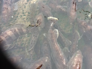 Ϻʻʯ㣨ߡߣ—ϺʳƷ