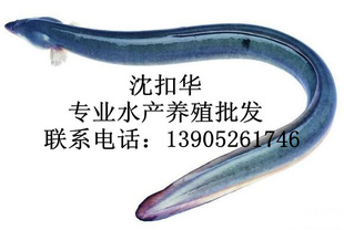 ڳ1ǿл