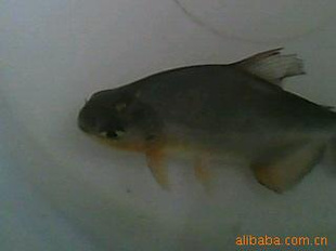 Խ磺ˮ޷