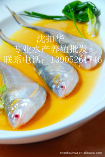 ճڳ㣬