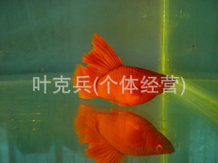 Ϻһֳֳ