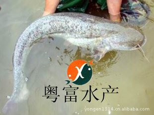 粤富水产鲶鱼鱼苗(大口鲶鱼苗)
