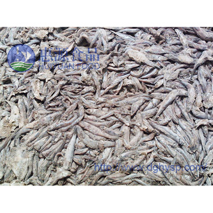 厂家大量批发饵料鱼/河豚鱼鲜活