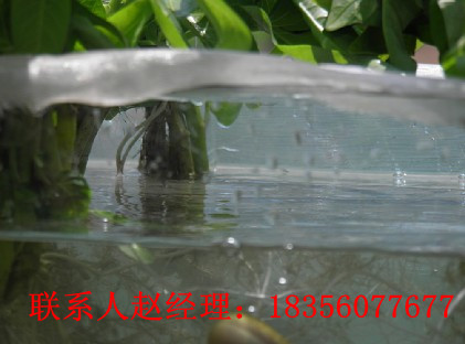 泥鳅养殖技术您还在东奔西跑,海纳百川免费教