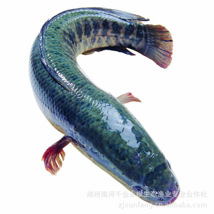 ֱ䱷̬