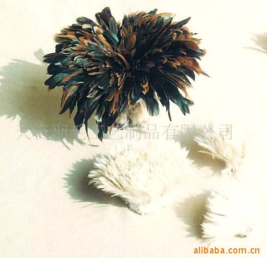 羽毛制品,鸵鸟毛,雀尾,珍珠鸡毛等各种羽毛(图)
