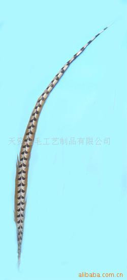 羽毛,羽毛工艺品,鸡毛,羽毛条,火片条,野鸡毛(图)