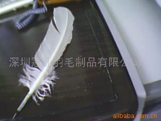 火鸡羽毛,山鸡羽毛,鸵鸟羽毛雀毛羽毛制品
