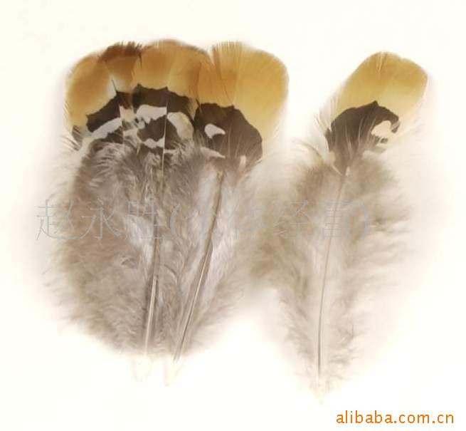 羽毛,野鸡毛,山鸡尾(图)
