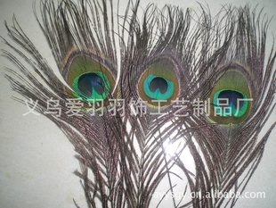 大量雀毛30CM物优价廉