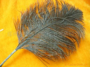 Ostrichfeathersë