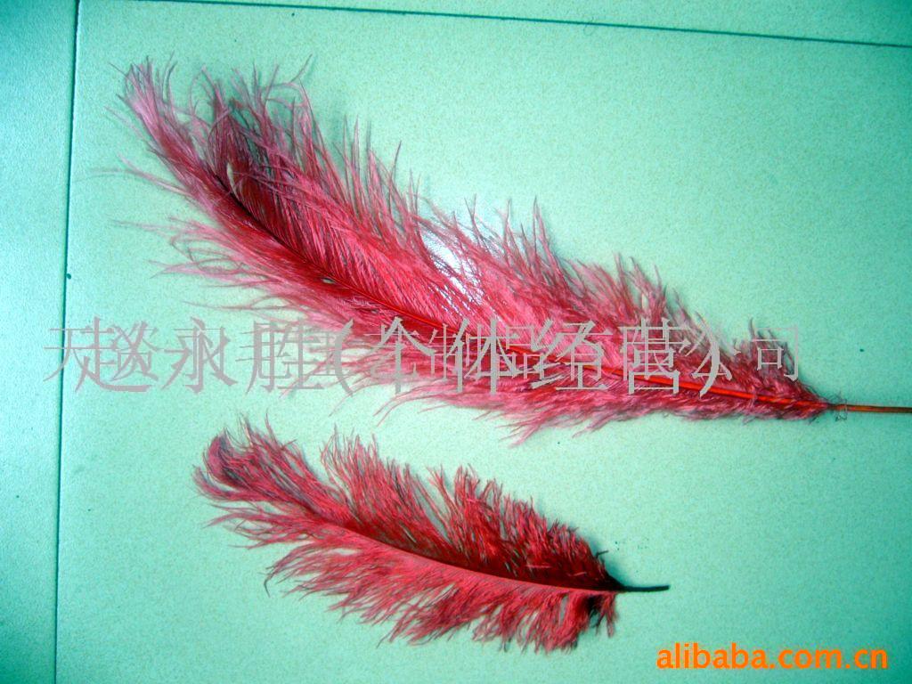 供鸵鸟毛,羽毛工艺,雀尾.羽毛.翅膀.羽毛扇