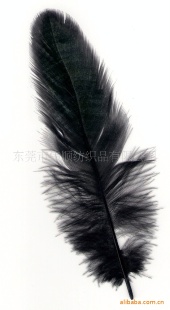 各种工艺羽毛、雀羽毛、幻彩羽毛等产品