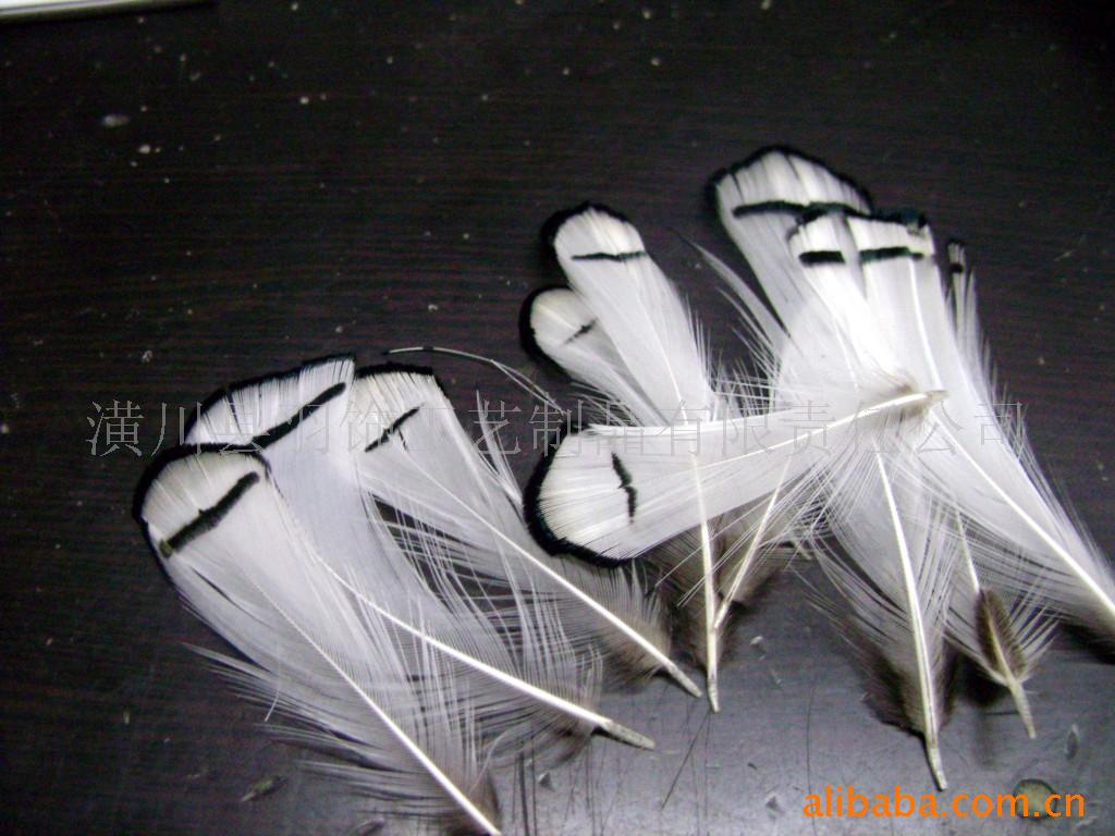 羽毛,野鸡毛,喜庆羽毛,稀奇羽毛
