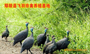 鼦ë
