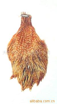 羽毛制品,鸵鸟毛,雀尾各种野擒毛,鸡毛等(图)