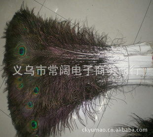 厂家直销30-130cm现货雀毛.各种工艺羽毛,雀边翎